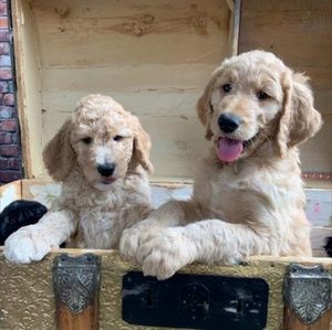 Meet your Posher, Deanna